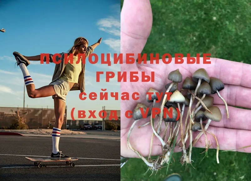 Галлюциногенные грибы Psilocybe  купить  цена  Гаджиево 